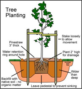 Tree Planting